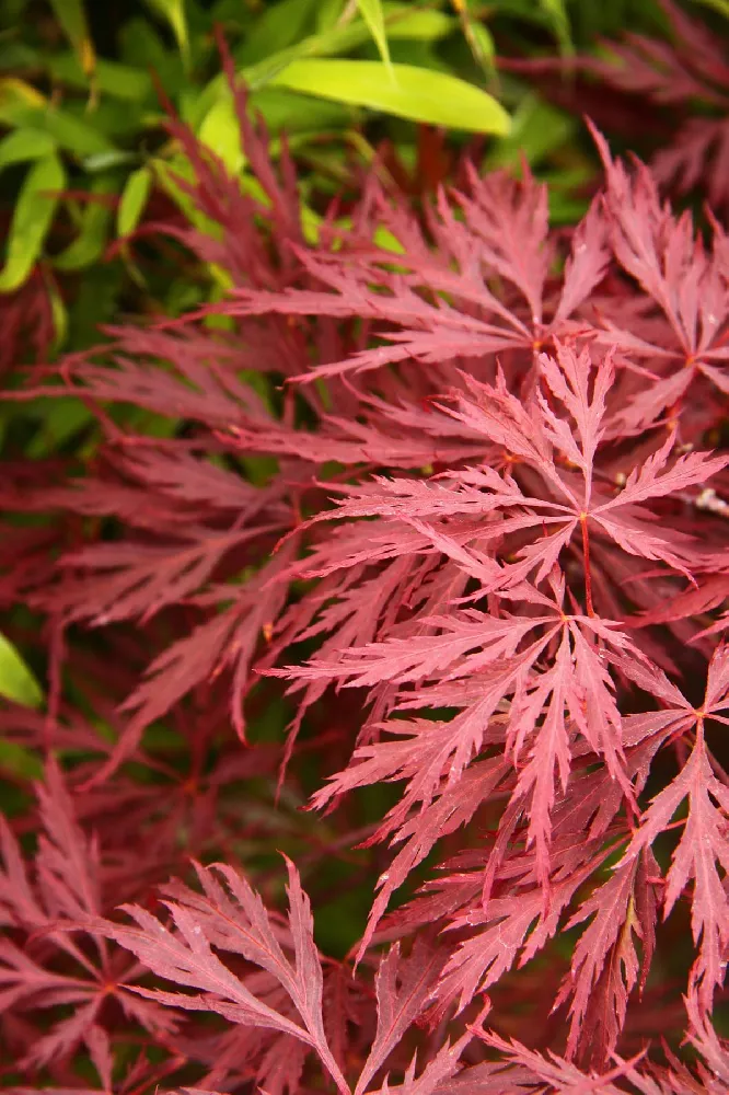 weeping Japanese maple 2