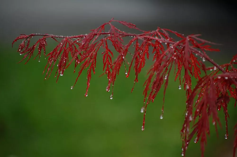 weeping Japanese maple 3