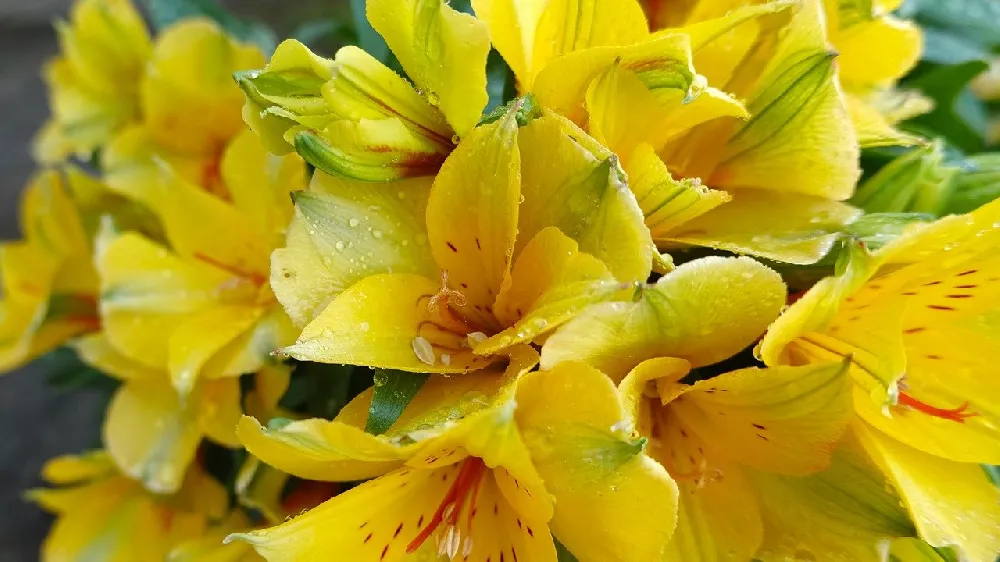 Bright Peruvian Lily