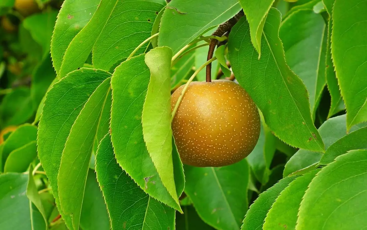 20th Century (Nijisseiki) Asian Pear