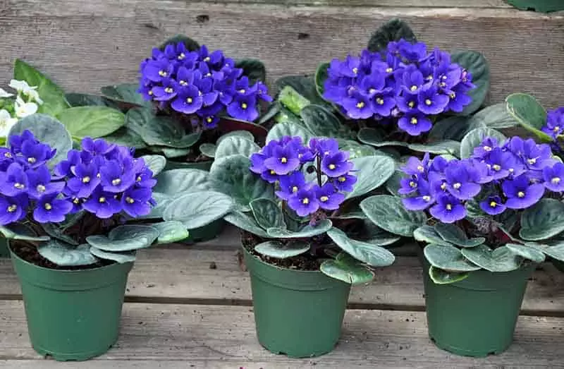 African Violets in pots