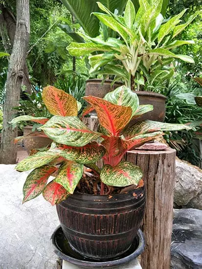 Green Chinese Evergreen Plant in a pot