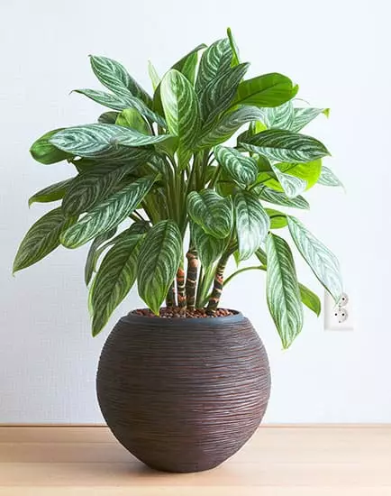 Small Green Chinese Evergreen Plant