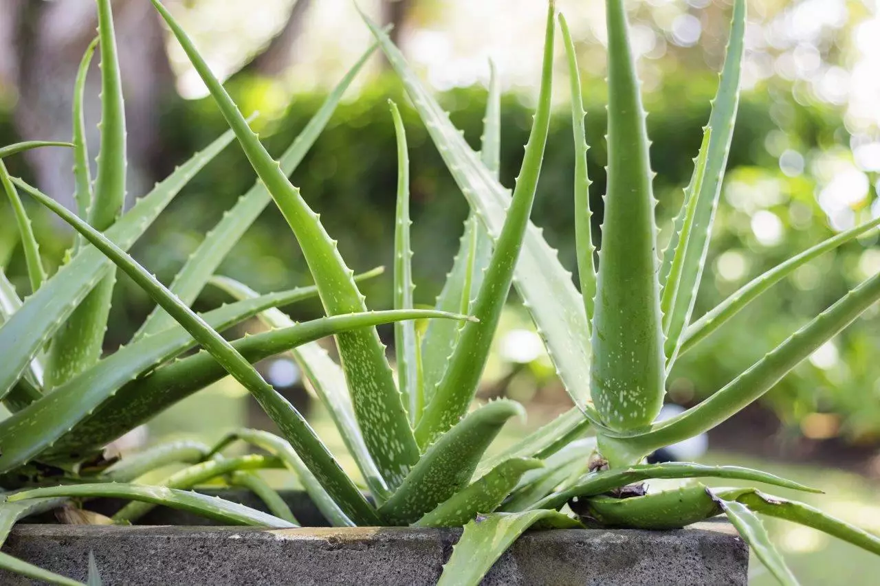 Aloe Vera for Sale   Buying & Growing Guide   Trees.com
