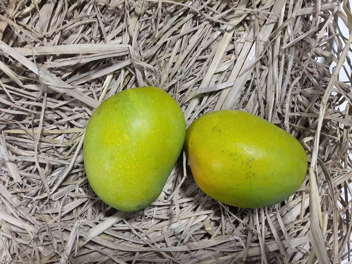  2 Alphonso Mango