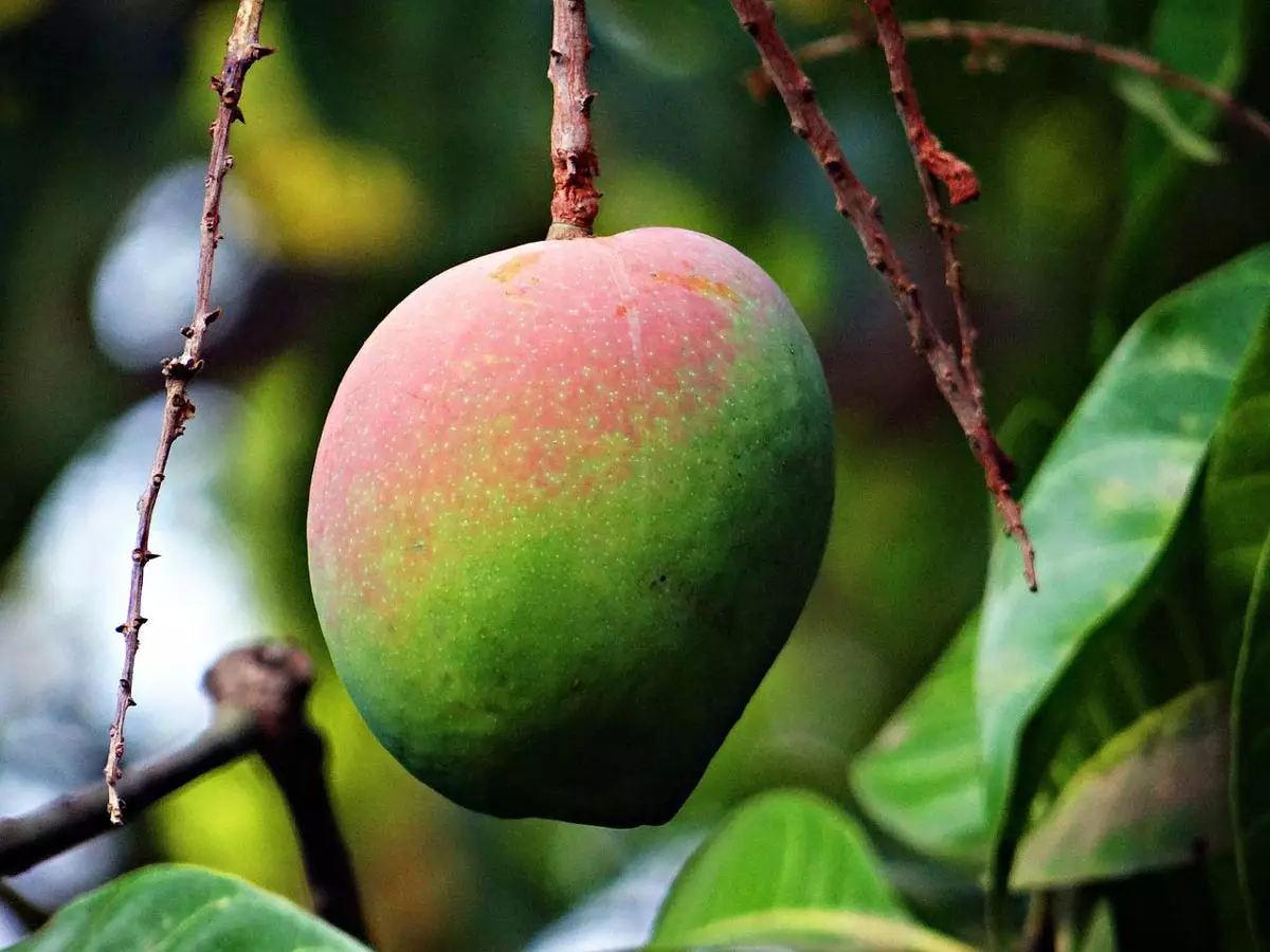 Alphonso Mango