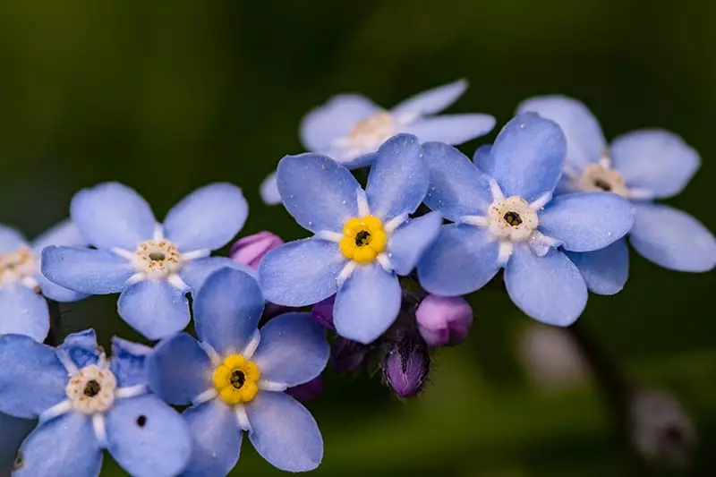Blue State Flowers