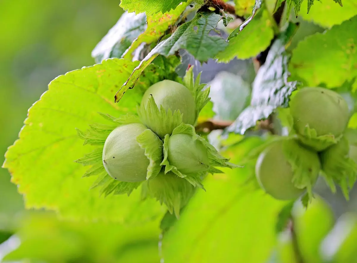 American Hazelnut Tree