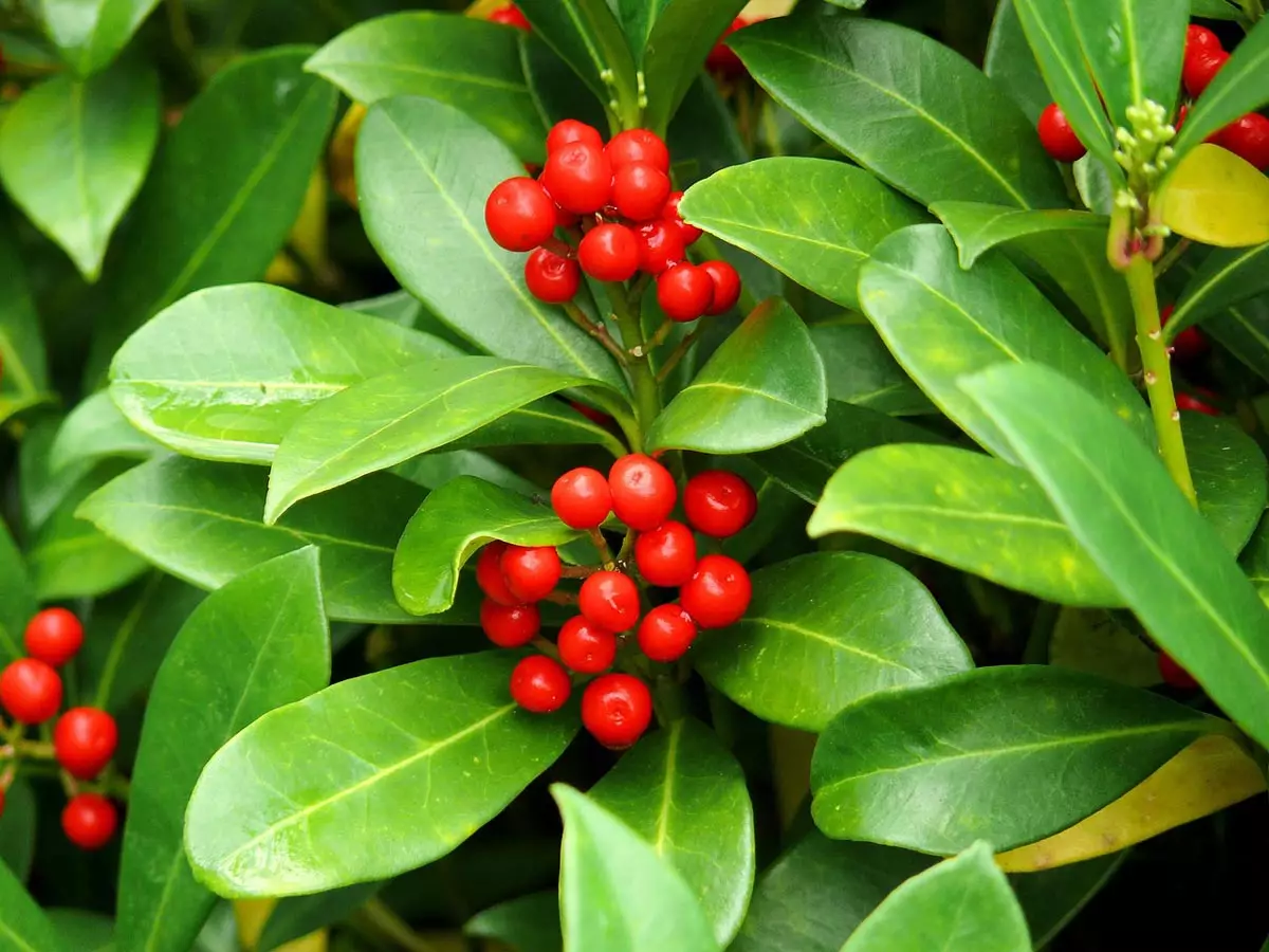 are red holly berries poisonous to dogs