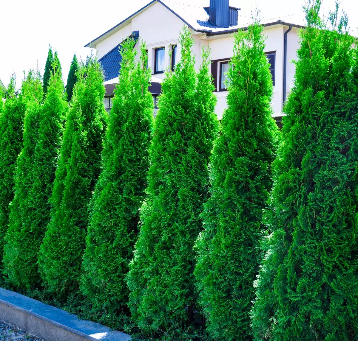American Pillar Arborvitae tree