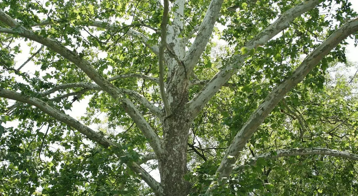 American Sycamore tree