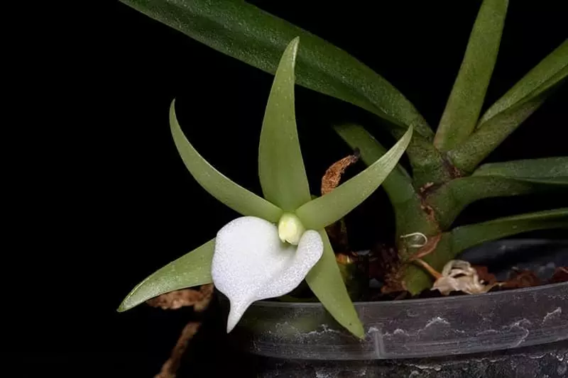 Angraecum Orchids