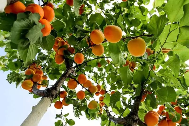 Apricot Tree in sunlight