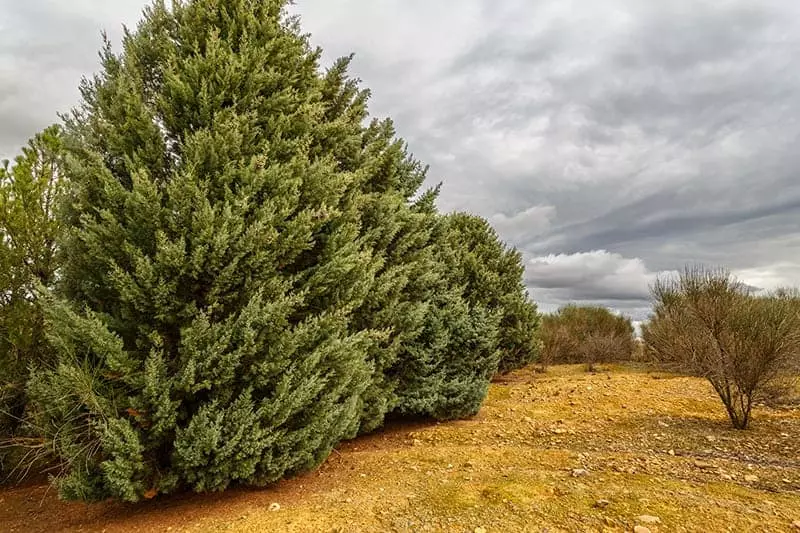 Arizona Cypress