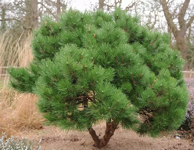 Pine Trees for Sale Buying & Growing Guide
