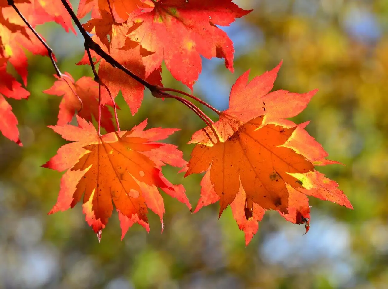 Autumn Blaze Red Maple Tree leaves