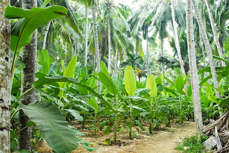 Banana Tree Planting