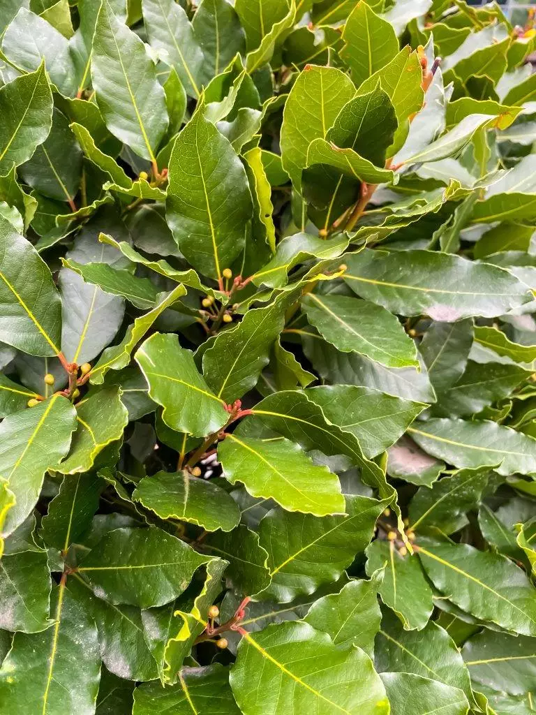 Bay Laurel Trees for Sale   Buying & Growing Guide   Trees.com