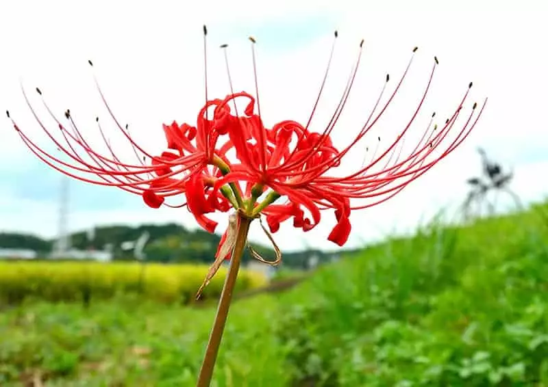 Red Spider Lily blooming
