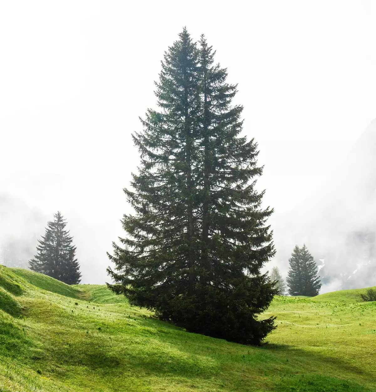 Black Hills Spruce Tree 1
