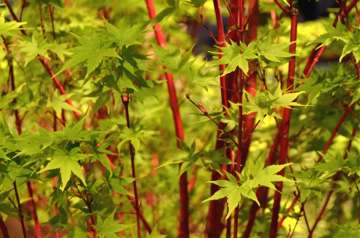 Coral Bark Japanese Maple