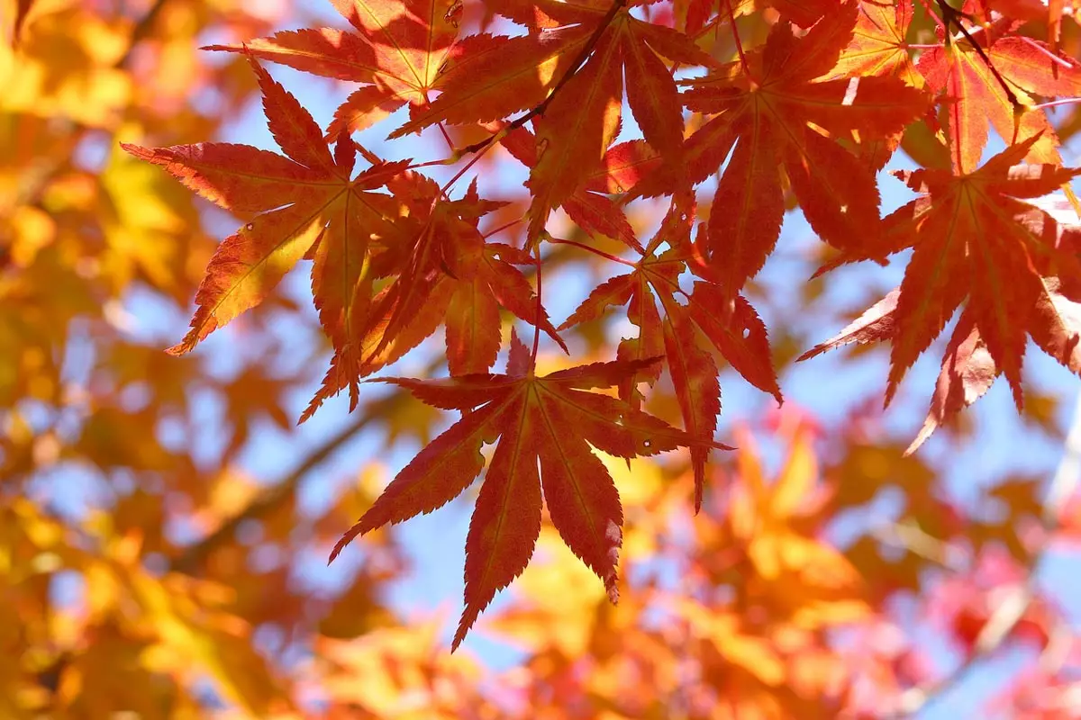 Coral Bark Japanese Maple -fall