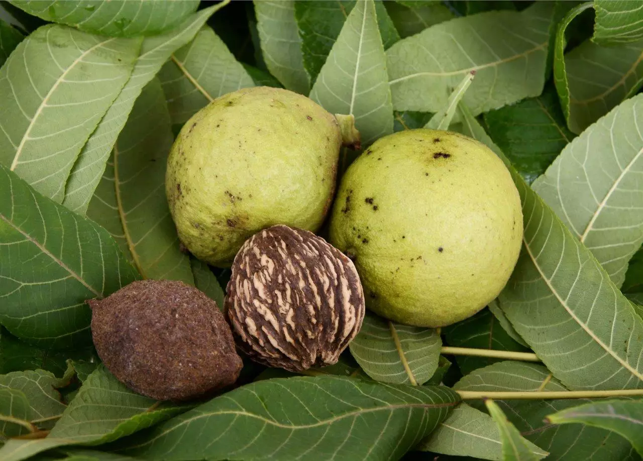 Black Walnut Tree nuts
