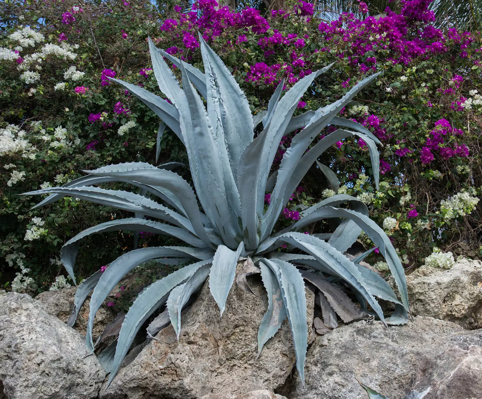 Blue-American-Agave1