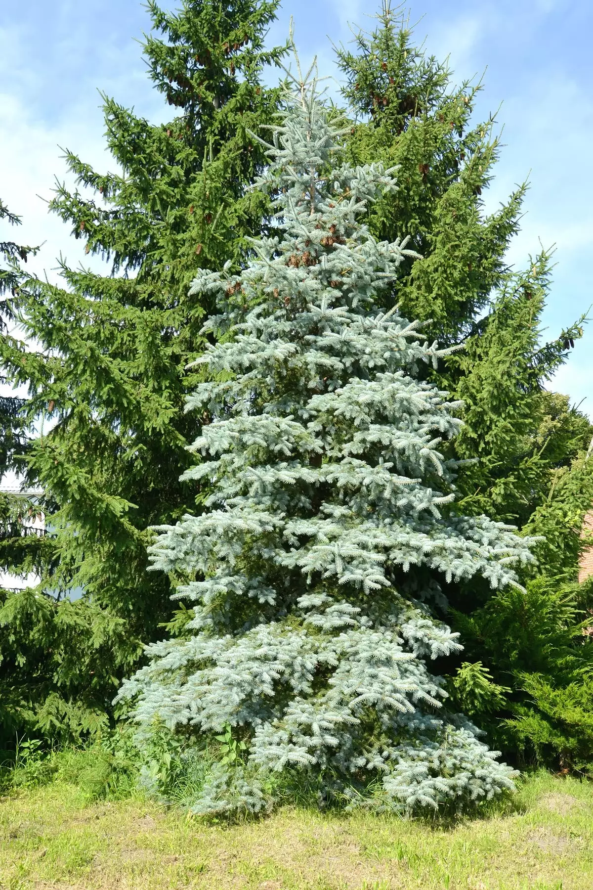 Blue Wonder Spruce