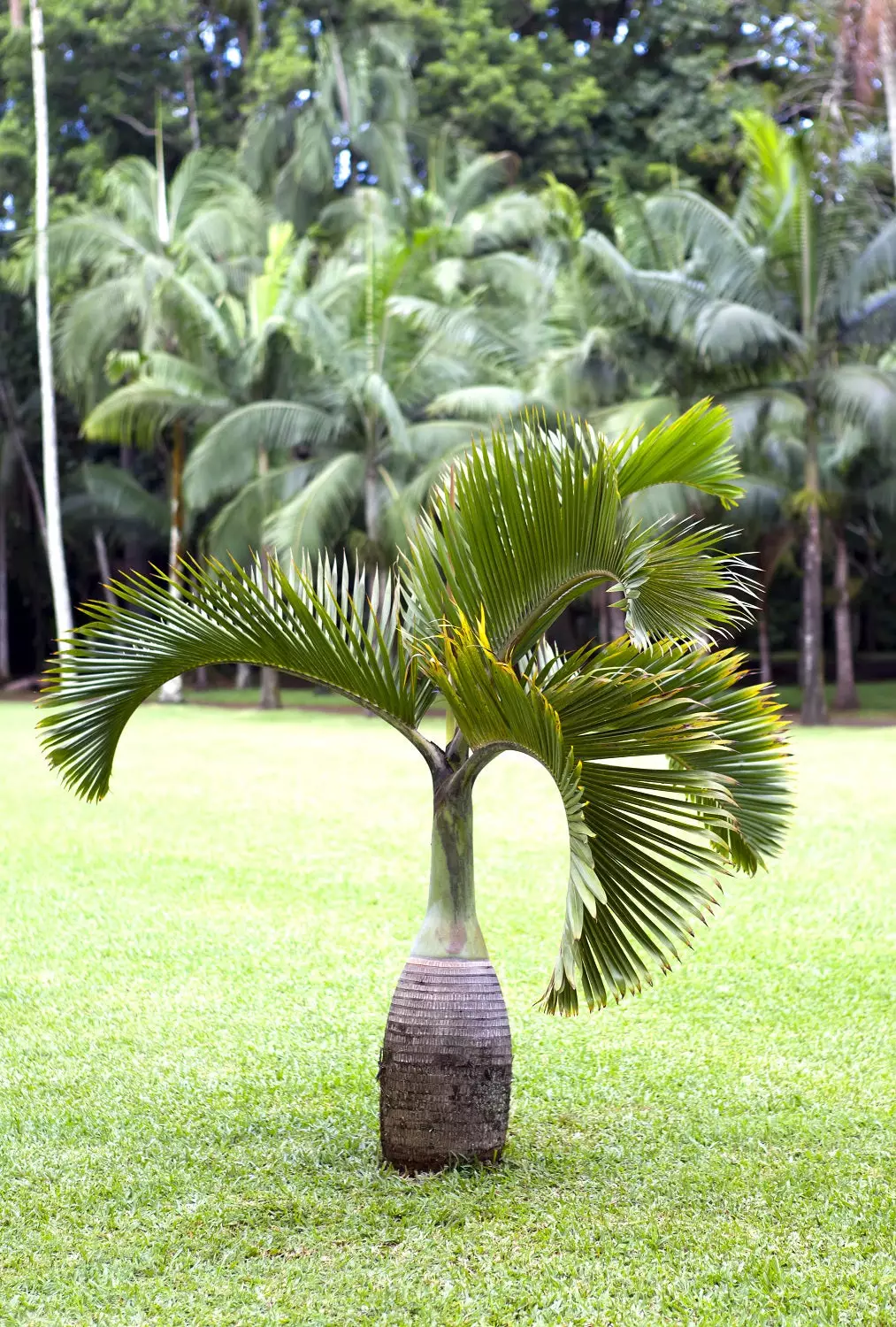 Guarantee 20 Seeds Japan Blue Bottle Palm Plants Multi-Color Exotic Plants Tree 