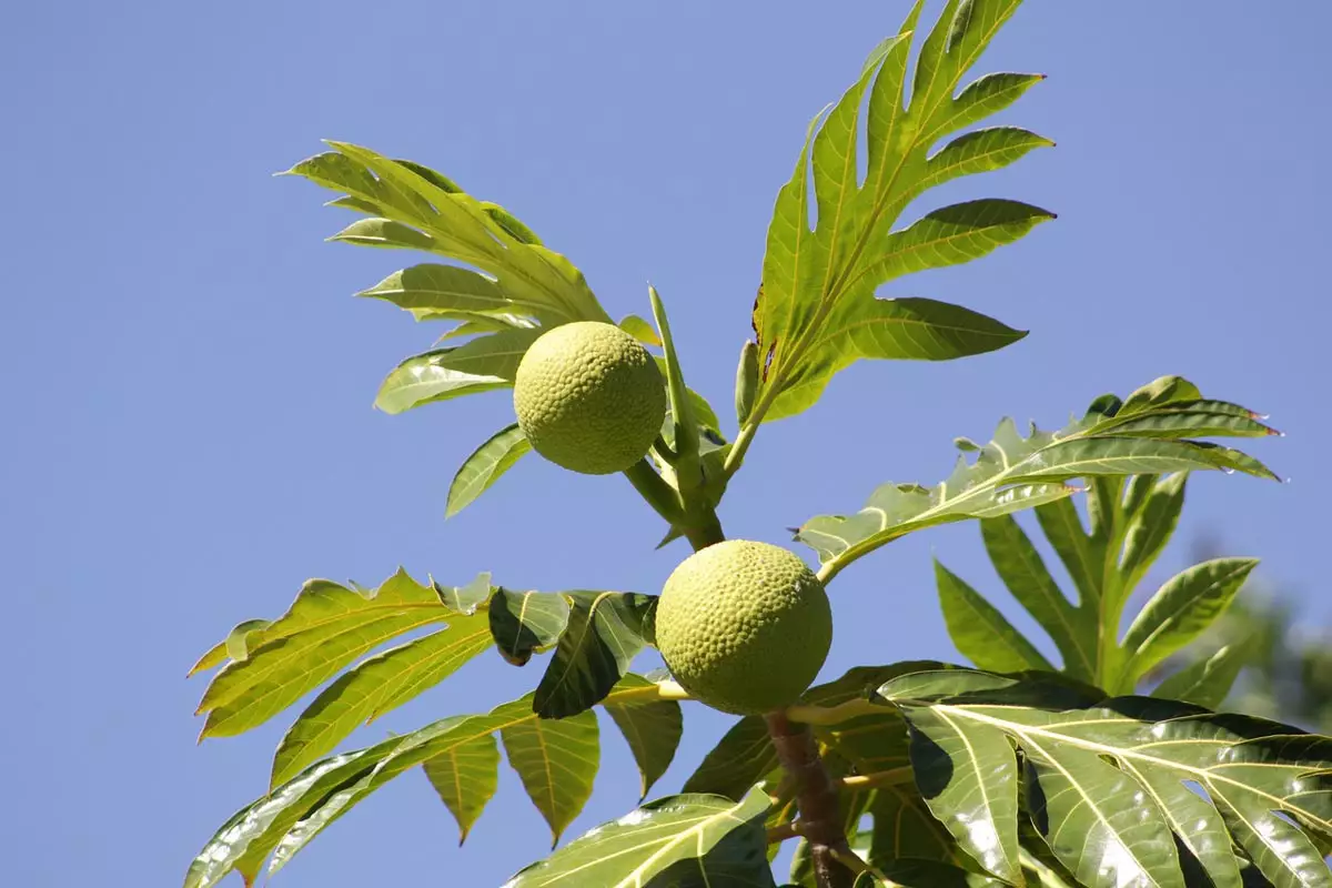 Breadfruit Tree 2