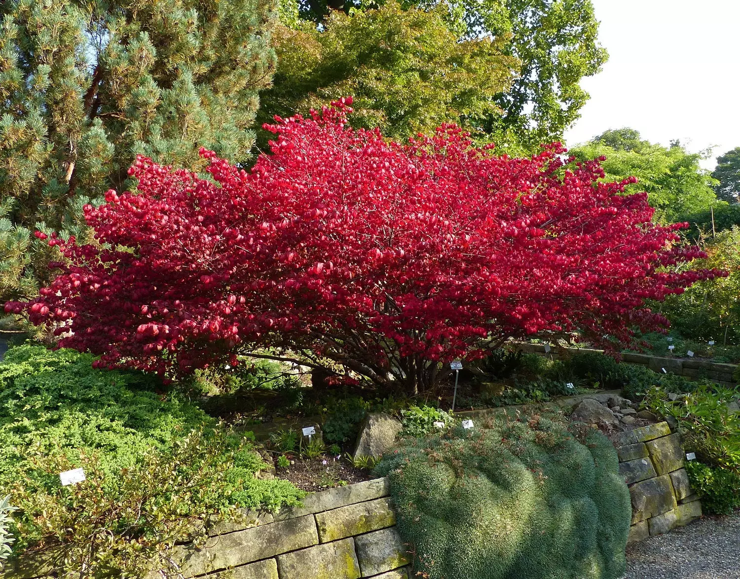 Burning Bush