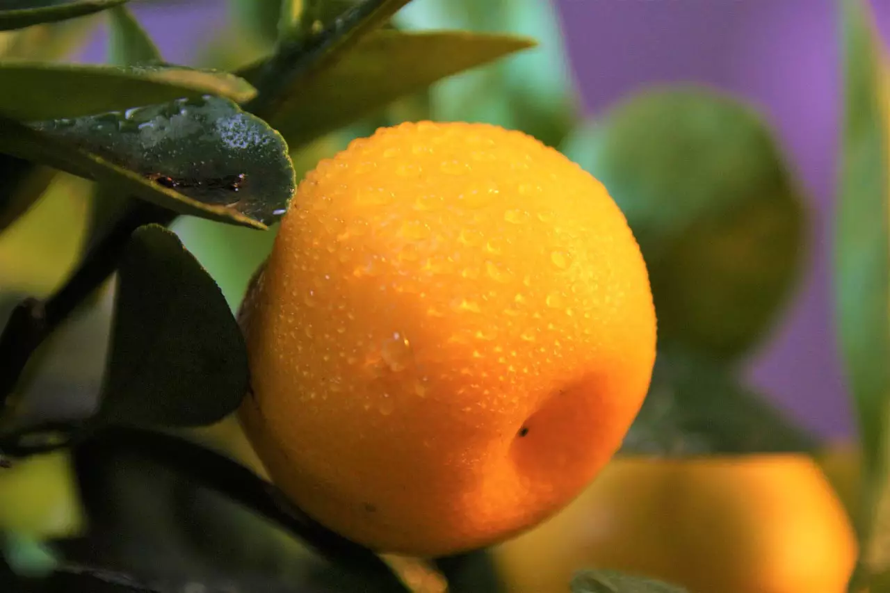 Calamondin Orange close-up
