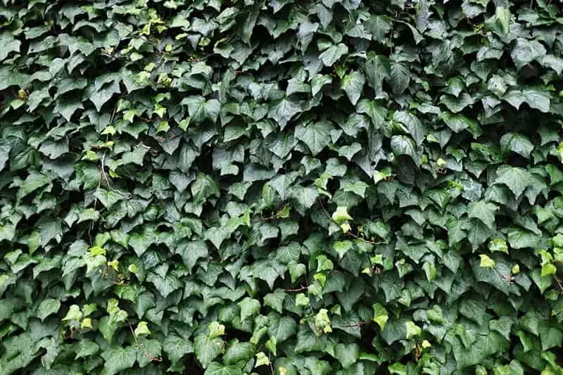 Canarian Ivy