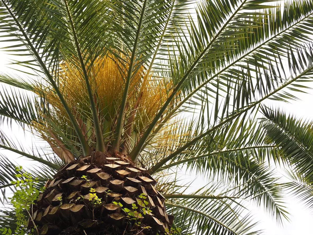 Canary Island Date Palm Close-up