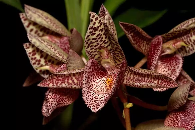 Catasetum Orchids