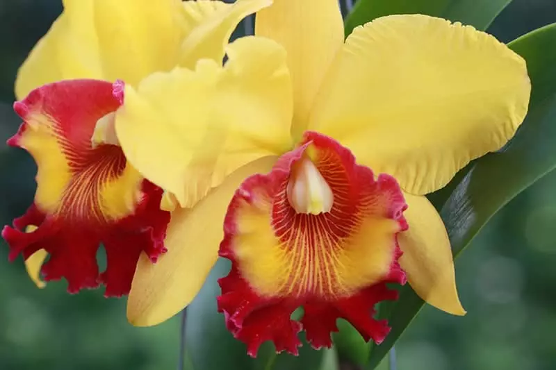 Yellow Orchids