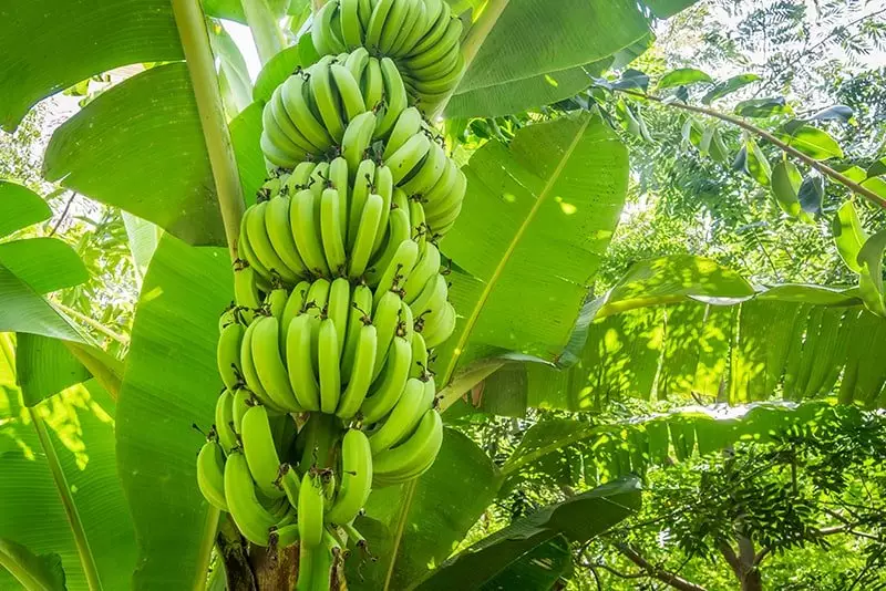 Banana Tree harvesting