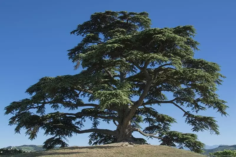 Conifer Trees