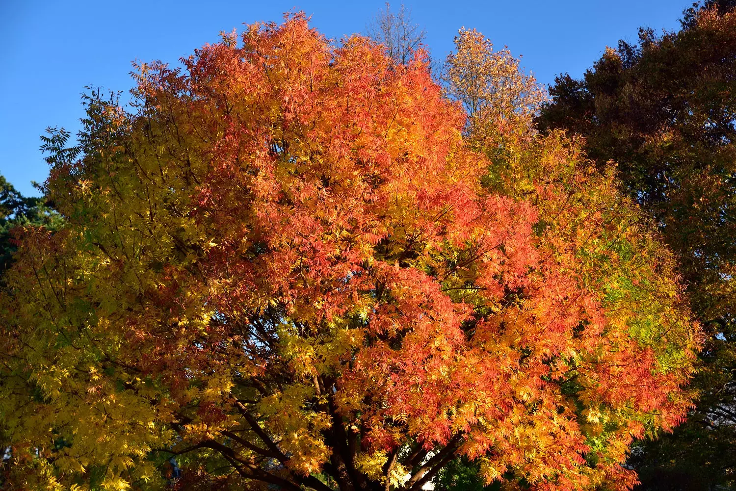 Chinese Pistache Tree