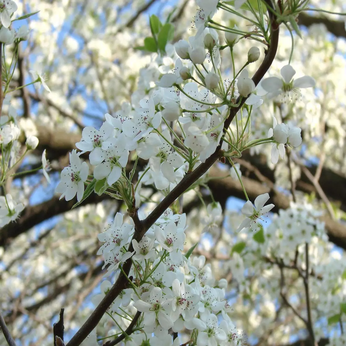 Cleveland Pear Tree flowers
