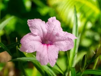Blooming Mexican Petunia