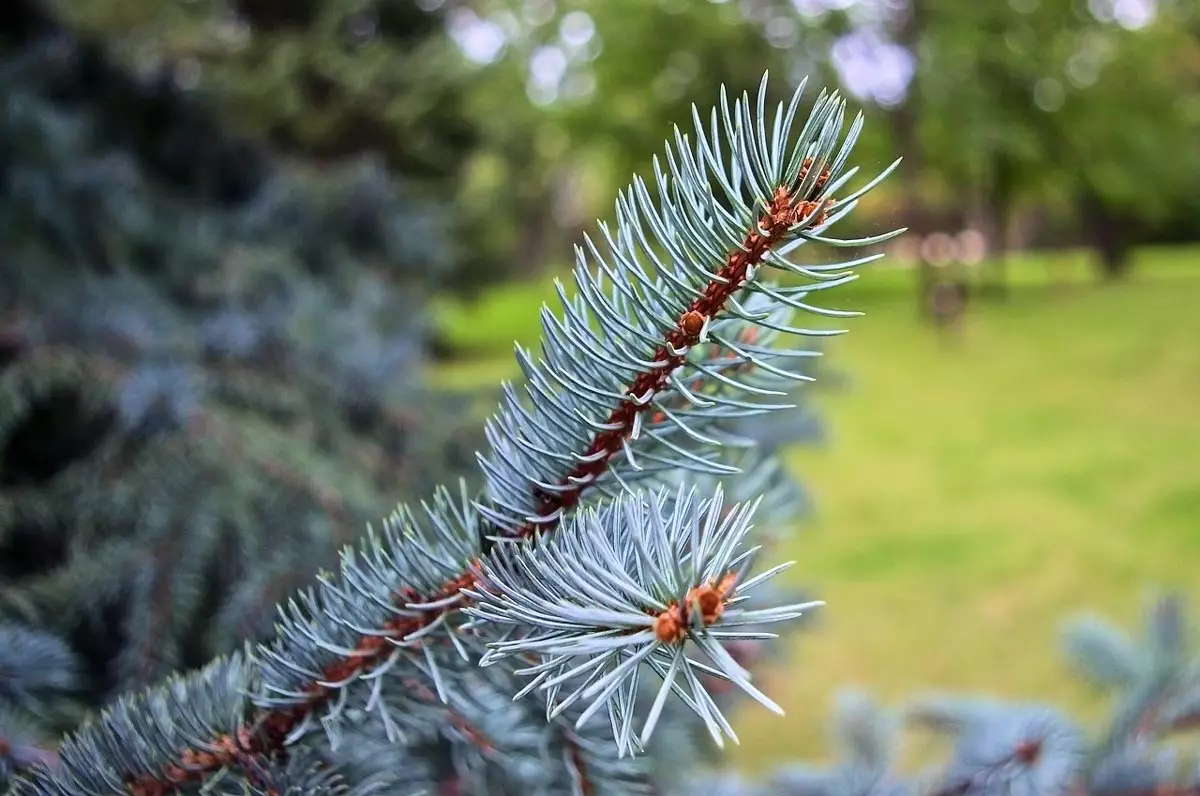 Fat Albert Colorado Blue Spruce close-up