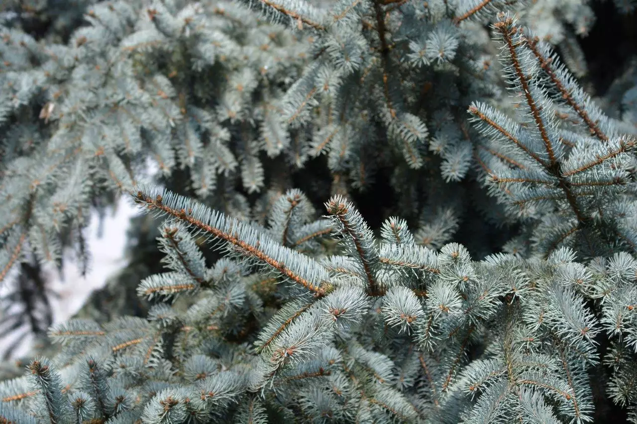 Colorado Blue Spruce Tree up close