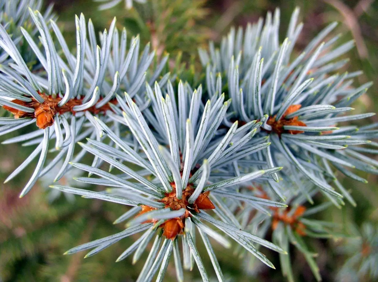 Colorado Blue Spruce Tree needles