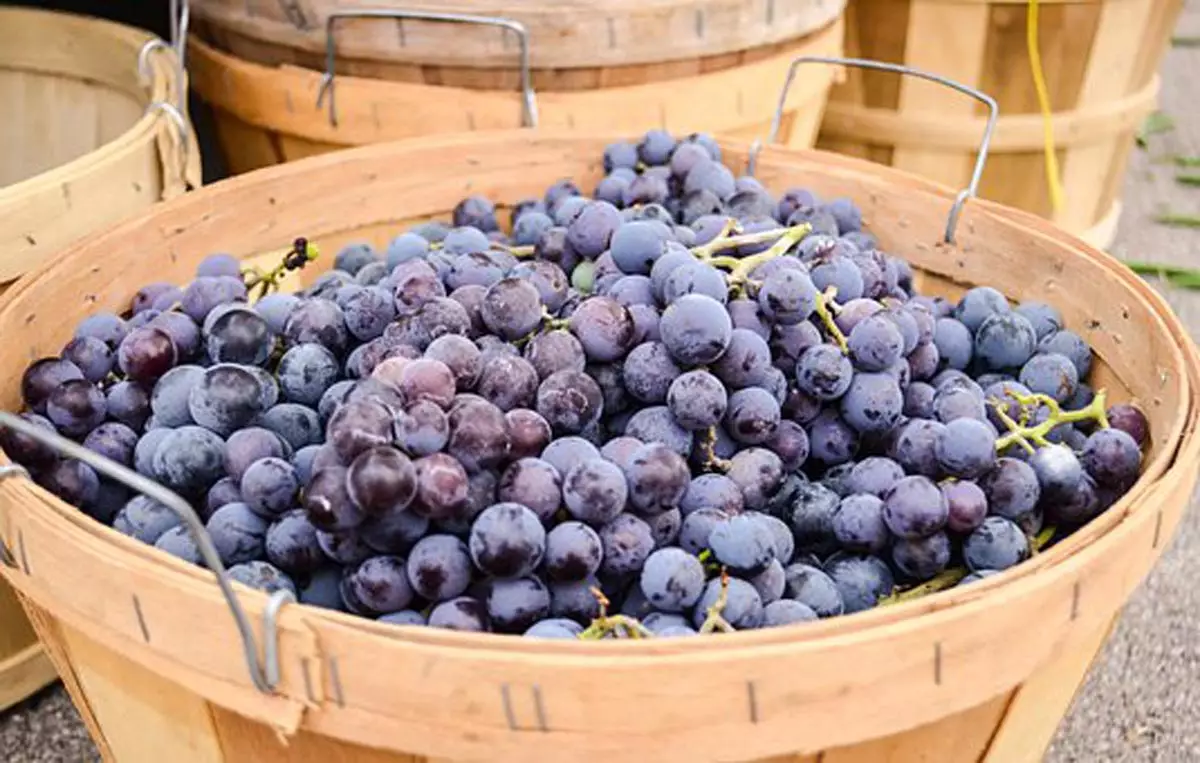 Concord Grapes on basket