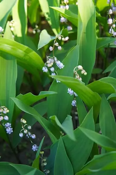 Lily Of The Valley up close