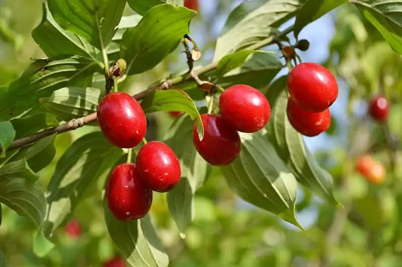 Dogwood Trees with red fruit