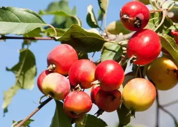 Crabapples
