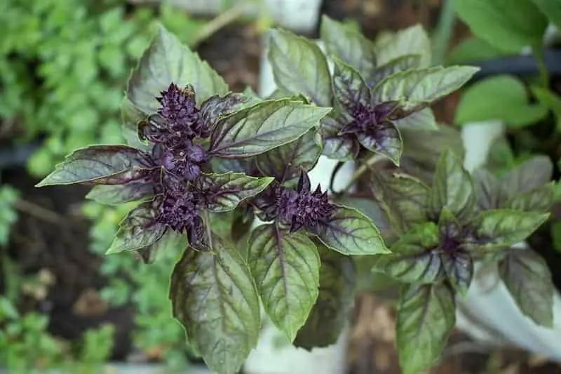 Basil Purple Excellent Scent 1000 Seeds Fresh